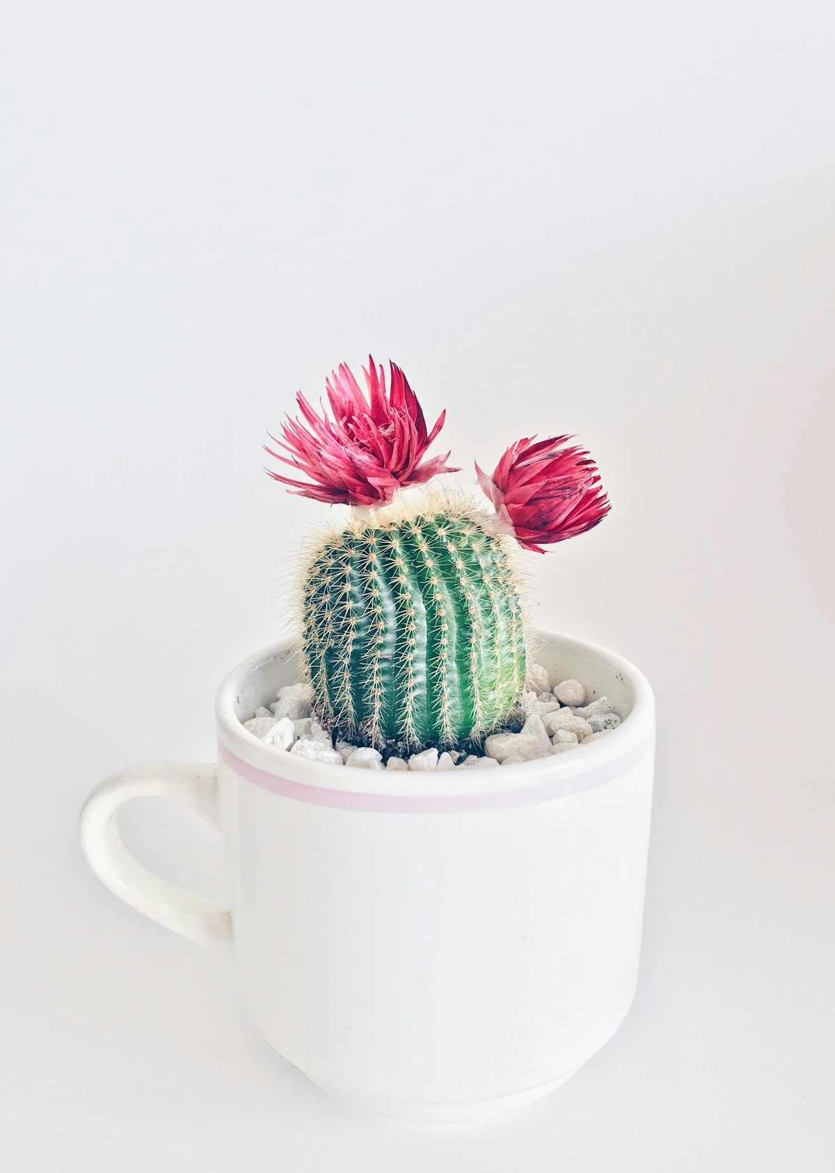 Cactus in a dry Mexican landscape
