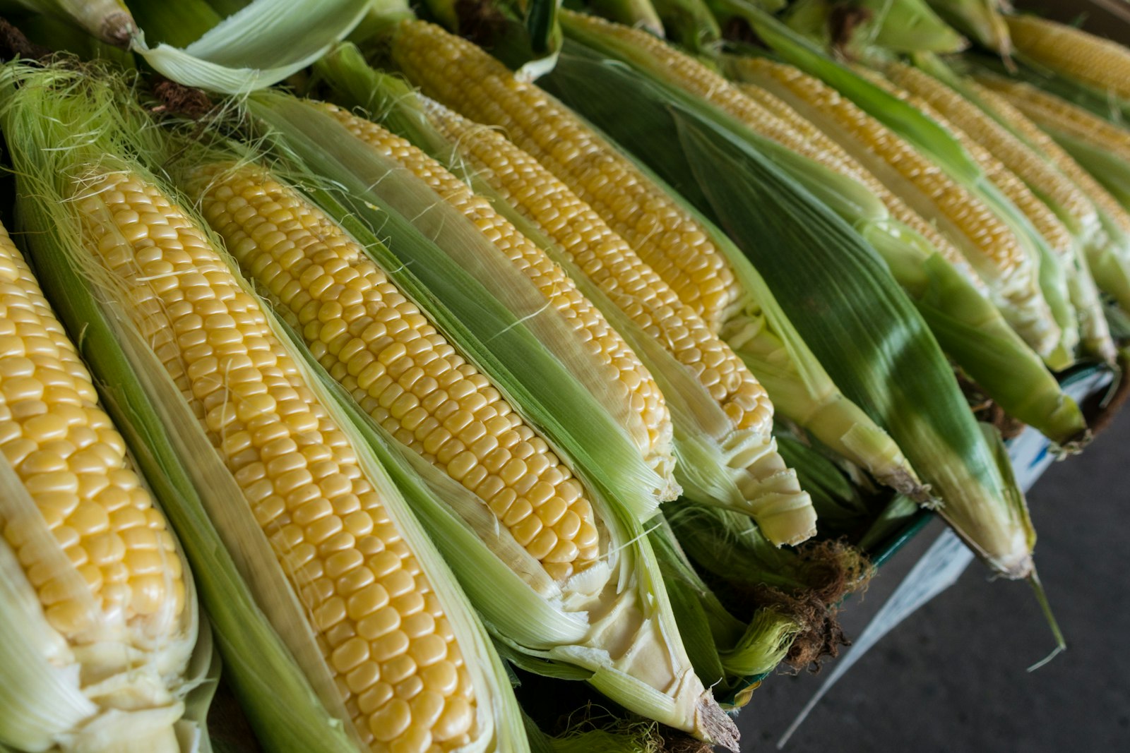Corn growing in a sunlit field